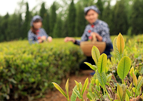 春季茶园采茶忙