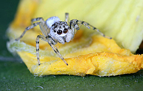 昆虫蜘蛛