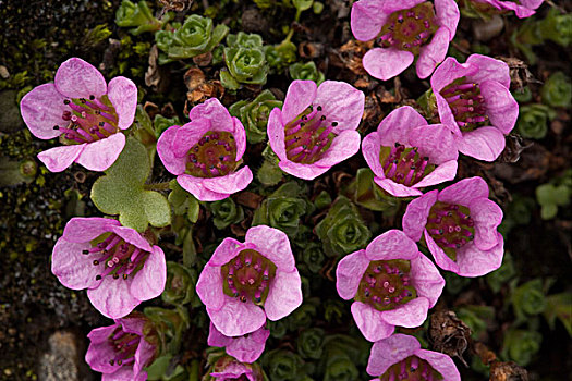 紫色,虎耳草属植物,花,山区植物