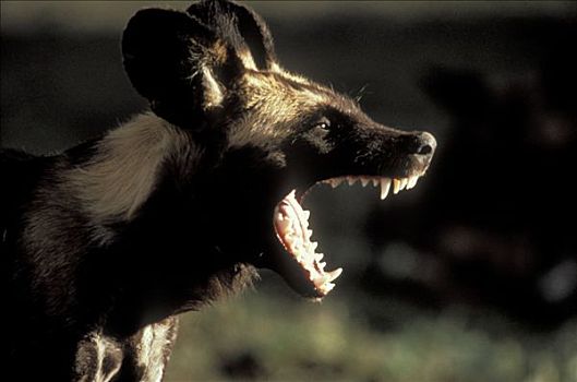 非洲野狗,非洲野犬属,塞伦盖蒂国家公园,坦桑尼亚