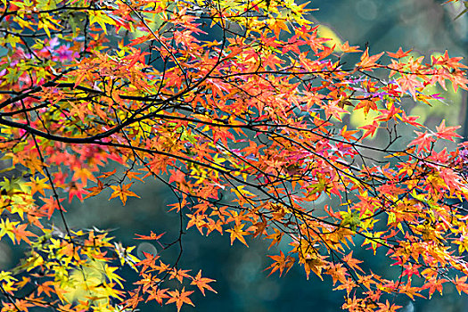 苏州大学校园秋天风景
