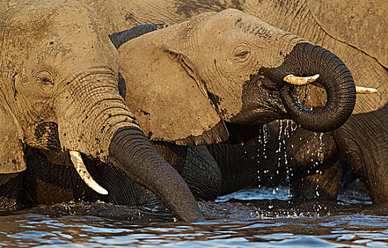 非洲象,母牛,幼兽,喝,乔贝,河,船,乔贝国家公园,博茨瓦纳,非洲