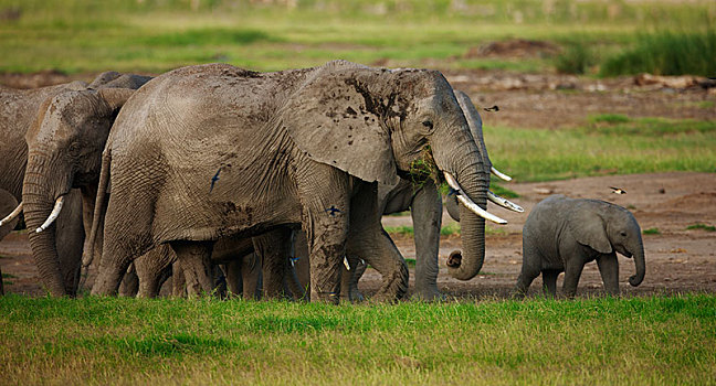 牧群,非洲,灌木,大象,非洲象,幼兽,湿,季节,安伯塞利国家公园,裂谷省,肯尼亚