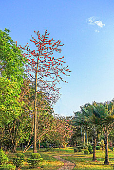 海南儋州新市委广场,绿化带,中湖公园,木棉树