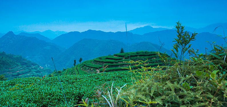 安溪茶山图片_安溪茶山高清图片_全景视觉
