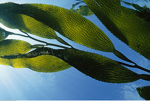 海藻,水下