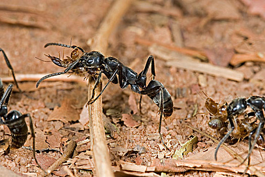 蚂蚁,生物群,几内亚