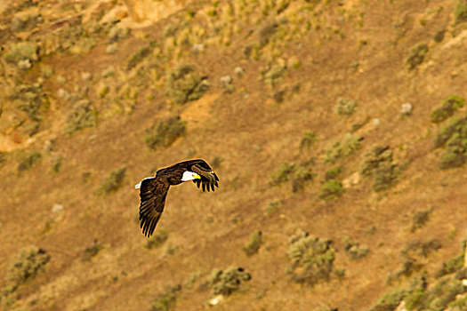 成熟,白头鹰,史密斯岩石州立公园,靠近,俄勒冈,美国
