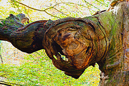 山毛榉树,卡塞尔,地区,黑森州,德国