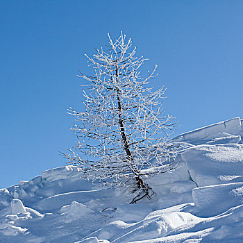 树,雪地