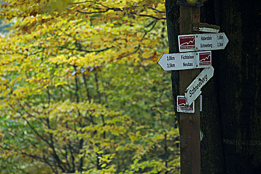 秋日树林,远足,标识,山,巴伐利亚,德国