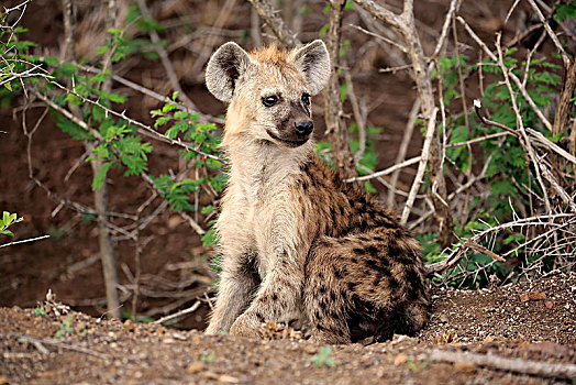 斑鬣狗,小动物,巢穴,警惕,克鲁格国家公园,南非,非洲