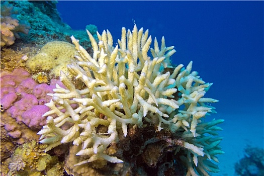 珊瑚,仰视,热带,海洋,水下
