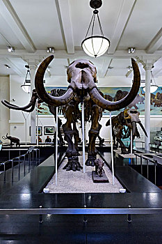 骨骼,猛犸,美国自然历史博物馆,曼哈顿,纽约,美国