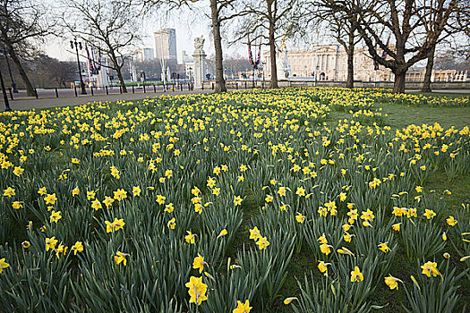 白金汉宫,水仙花,绿色公园,伦敦,英格兰