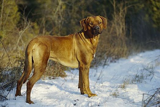 罗德西亚背脊犬,狗,雪,小路