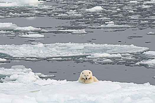 北极熊,躺着,海冰,斯匹次卑尔根岛,斯瓦尔巴群岛,斯瓦尔巴特群岛,挪威,欧洲