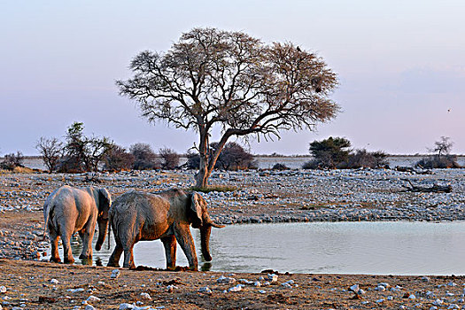 非洲象,水坑,埃托沙国家公园,纳米比亚,非洲