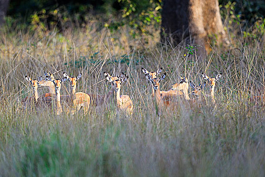 黑斑羚,牧群,女性,幼兽,南卢安瓜国家公园,赞比亚,非洲