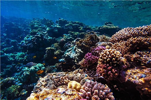 红海,水下,珊瑚礁