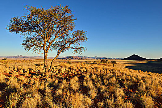 骆驼,刺,树,自然保护区,纳米布沙漠,纳米比亚,非洲