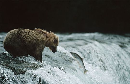 大灰熊,棕熊,捕鱼,卵,三文鱼,阿拉斯加