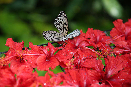 槟城蝴蝶公园