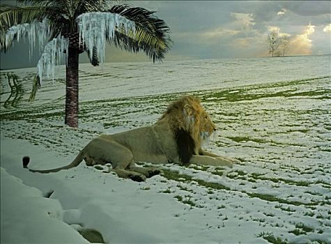 狮子,卧,雪中,冰冻,棕榈树