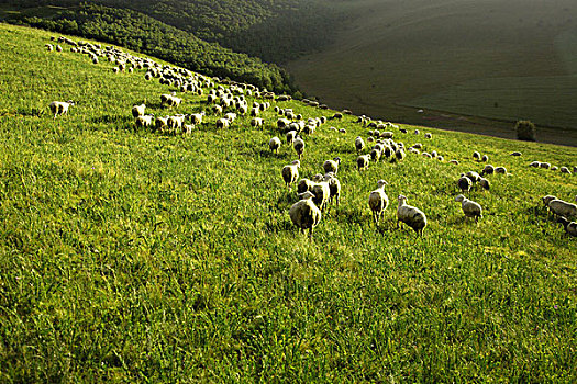 草地,绵羊,河北,亚洲
