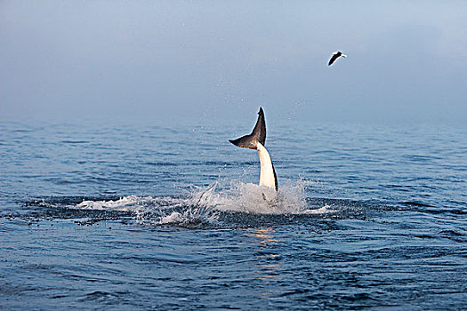 大白鲨,沙鲨属,成年,福尔斯湾,南非