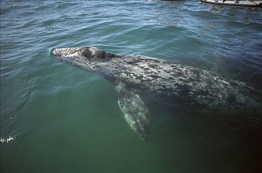 灰鲸,幼兽,自然,泻湖,北下加利福尼亚州,墨西哥
