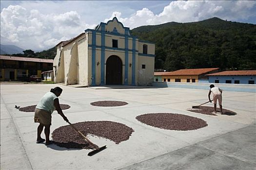 可可豆,弄干,乡村,方形,委内瑞拉