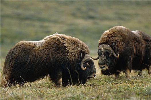 麝牛,苔原,河谷,北极圈,国家公园