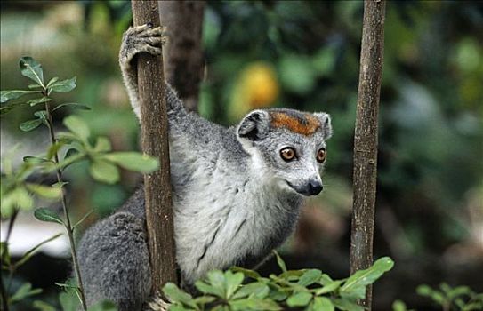 狐猴,灵长类,狐猴科,马达加斯加