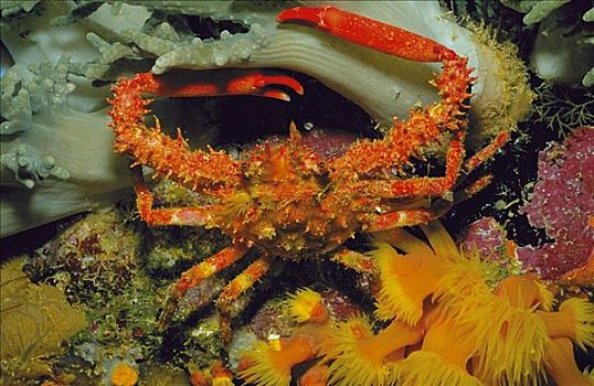 螃蟹,珊瑚,水下,特鲁克泻湖,密克罗尼西亚,澳大利亚,海洋动物,动物
