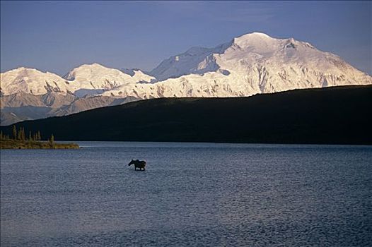 母牛,驼鹿,旺湖,麦金立山,德纳里峰国家公园,夏天,室内,阿拉斯加