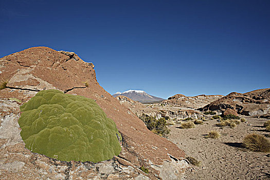 玻利维亚,眺台,苔藓