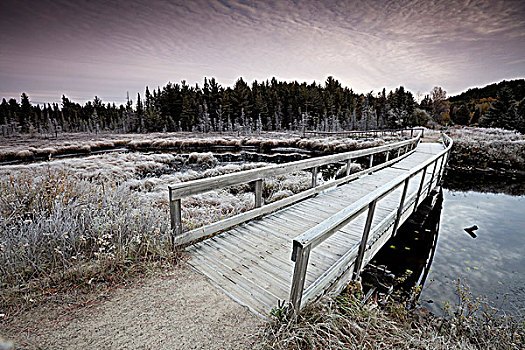 霜,秋天,早晨,云杉,湿地,小路,阿尔冈金省立公园,安大略省,加拿大