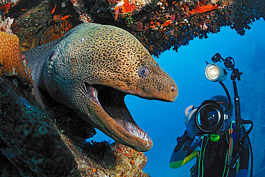 潜水,照片,巨大,海鳗,裸胸鳝属,埃及,非洲