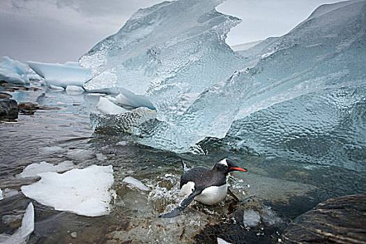 南极,岛屿,巴布亚企鹅,游泳,过去,冰山,浅,泻湖