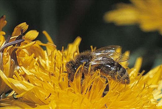 昆虫,蜜蜂,蒲公英,黄花,动物