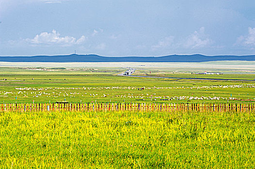 内蒙古草原上的栅栏,公路与羊群