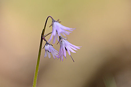 丁香,花