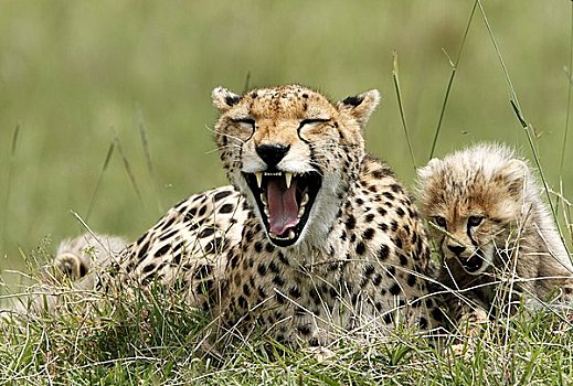 印度豹,猎豹,幼兽,马赛马拉国家保护区,肯尼亚