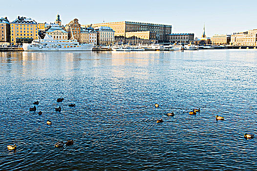 鸭子,湖,斯德哥尔摩