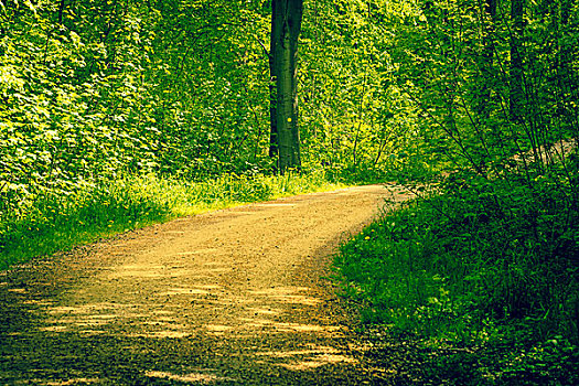 道路,树林,春天