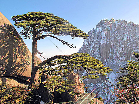 松树照片 山水风景图片