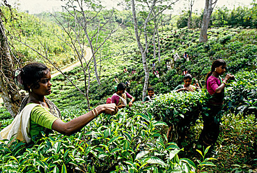 茶,产业,孟加拉,低,山,茶园,工人,部落,拔,技能,两个,叶子,芽