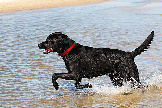 黑色拉布拉多犬,家犬,雄性,水,海滩,石荷州,德国,欧洲
