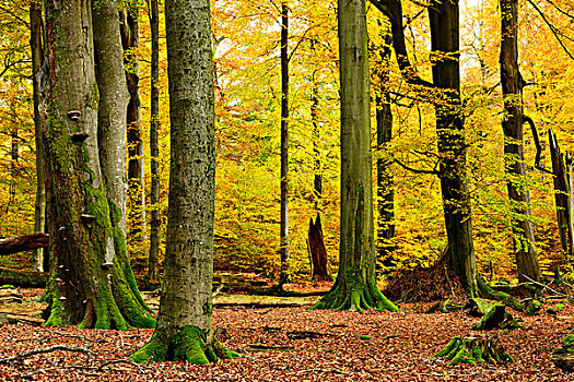 亲近自然,混合,树林,老,橡树,山毛榉,秋天,自然保护区,施佩萨特,巴伐利亚,德国,欧洲